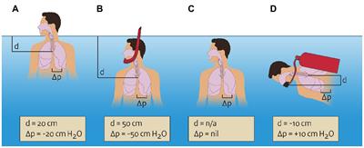 The Circulatory Effects of Increased Hydrostatic Pressure Due to Immersion and Submersion